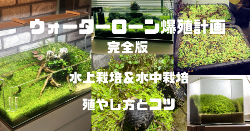 ウォーターローンの育て方と増やし方。