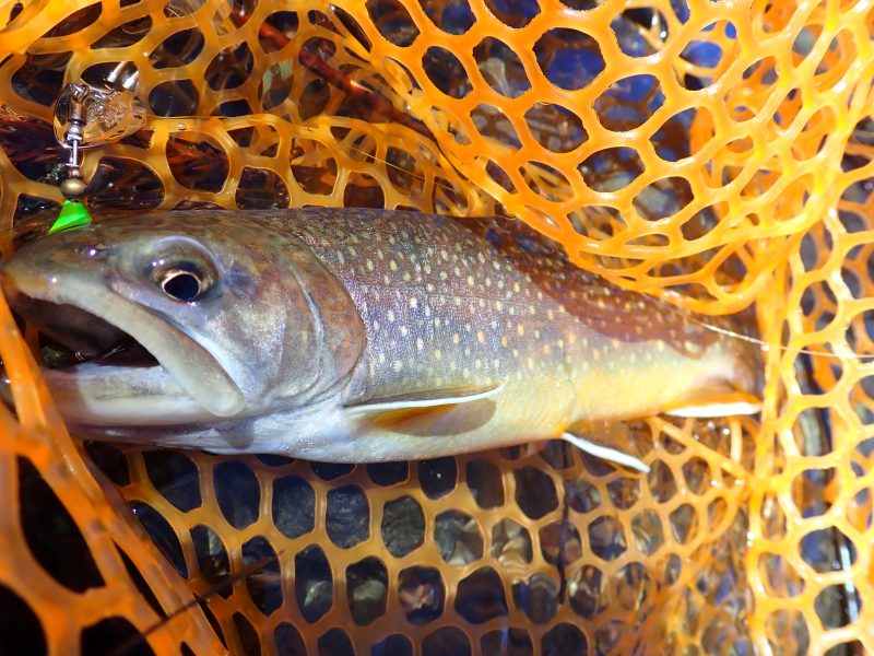 21釣行記 解禁 Gwシーズンのおすすめのルアーカラーは 渓流ベイトフィネス てぃーけーぶろぐ