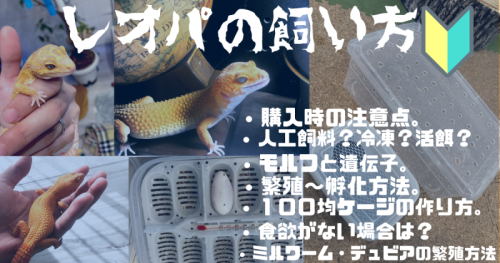 レオパ・ニシアフの飼い方。飼育環境の作り方〜繁殖まで。